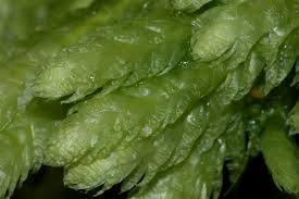 Attēlu rezultāti vaicājumam “Plagiothecium undulatum”