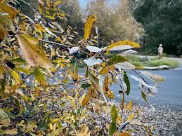 Attēlu rezultāti vaicājumam “Chionaspis salicis imago”