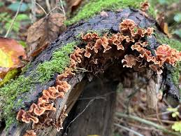 Attēlu rezultāti vaicājumam “Stereum hirsutum”