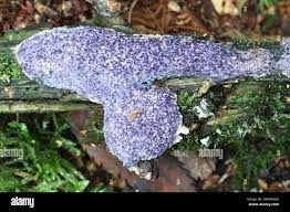 Attēlu rezultāti vaicājumam “Nectriopsis violacea”