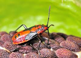 Attēlu rezultāti vaicājumam “Lygaeidae”