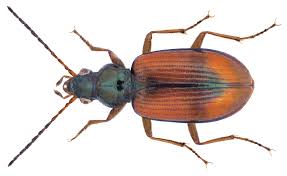 Attēlu rezultāti vaicājumam “Bembidion litorale”