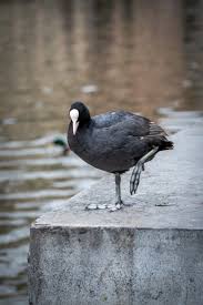 Attēlu rezultāti vaicājumam “Fulica atra”