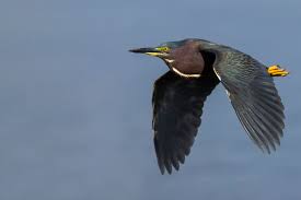 Image result for Butorides virescens