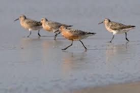Attēlu rezultāti vaicājumam “Calidris canutus adult”