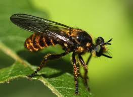 Attēlu rezultāti vaicājumam “Choerades sp.”