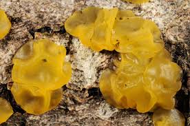 Attēlu rezultāti vaicājumam “Tremella ramalinae”