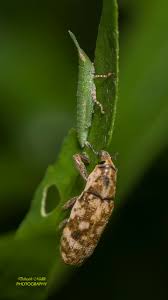 Attēlu rezultāti vaicājumam “Decticus verrucivorus nymph”