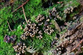 Attēlu rezultāti vaicājumam “Cribraria argillacea”