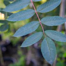 Attēlu rezultāti vaicājumam “Sorbus”