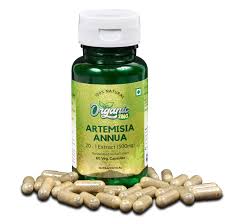 Image result for Artemisia annua