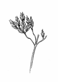 Attēlu rezultāti vaicājumam “Poa pratensis flower”