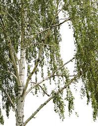 Attēlu rezultāti vaicājumam “Betula pendula”
