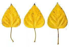 Attēlu rezultāti vaicājumam “Populus x gileadensis leaf”