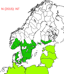 Attēlu rezultāti vaicājumam “Prionychus ater”