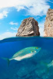 Image result for Sarpa salpa