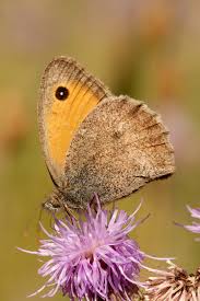 Attēlu rezultāti vaicājumam “Hyponephele lycaon”