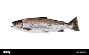 Image result for Salmo trutta trutta