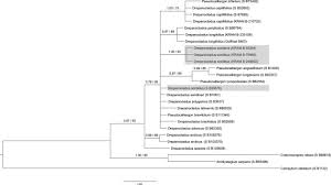 Attēlu rezultāti vaicājumam “Pseudocalliergon turgescens”