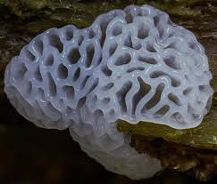 Attēlu rezultāti vaicājumam “Ceratiomyxa porioides young”