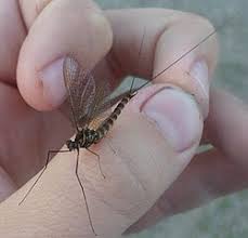 Attēlu rezultāti vaicājumam “Siphlonurus male”