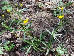 Attēlu rezultāti vaicājumam “Ranunculus auricomus”