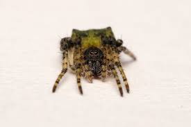 Attēlu rezultāti vaicājumam “Gibbaranea gibbosa”