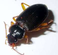 Attēlu rezultāti vaicājumam “Nebria brevicollis”