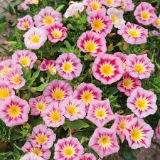 Image result for Convolvulus tricolor