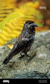 Attēlu rezultāti vaicājumam “Nucifraga caryocatactes adult”