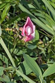 Attēlu rezultāti vaicājumam “Lathyrus sylvestris bud”