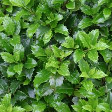 Attēlu rezultāti vaicājumam “Ilex x meserveae”