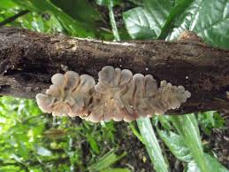 Attēlu rezultāti vaicājumam “Auricularia mesenterica”