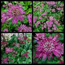 Attēlu rezultāti vaicājumam “Astrantia major fruit”