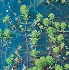 Attēlu rezultāti vaicājumam “Haloragaceae”