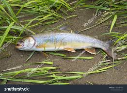 Image result for Salvelinus malma