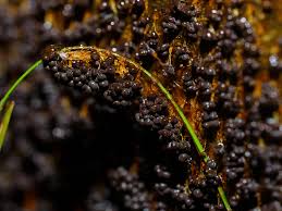 Attēlu rezultāti vaicājumam “Badhamia flavoglauca”