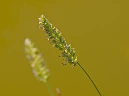 Attēlu rezultāti vaicājumam “Cynosurus cristatus flower”