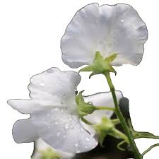 Afbeeldingsresultaat voor hungarian sweet white sweet pepper