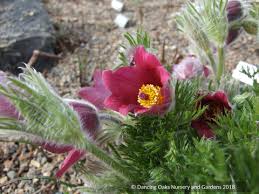 Attēlu rezultāti vaicājumam “Pulsatilla vulgaris flower”