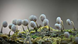 Attēlu rezultāti vaicājumam “Physarum bitectum”