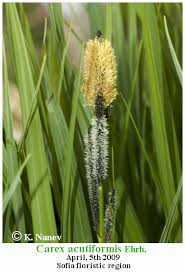 Attēlu rezultāti vaicājumam “Carex acutiformis”