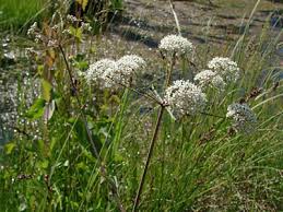 Attēlu rezultāti vaicājumam “Cicuta virosa”