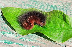 Attēlu rezultāti vaicājumam “Arctia caja larva”