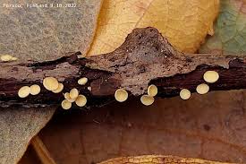 Attēlu rezultāti vaicājumam “Hymenoscyphus calyculus”