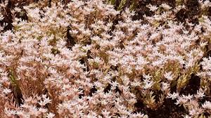Attēlu rezultāti vaicājumam “Sedum hispanicum flower”