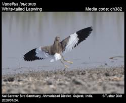 Image result for Vanellus leucurus