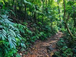 Image result for синхараджа