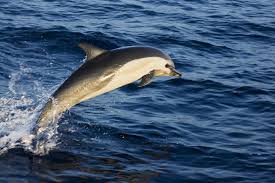 Image result for Delphinus delphis