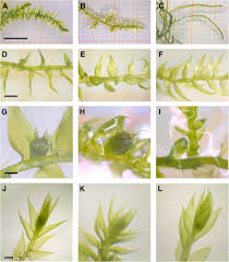 Attēlu rezultāti vaicājumam “Leptodictyum riparium sporophyte”